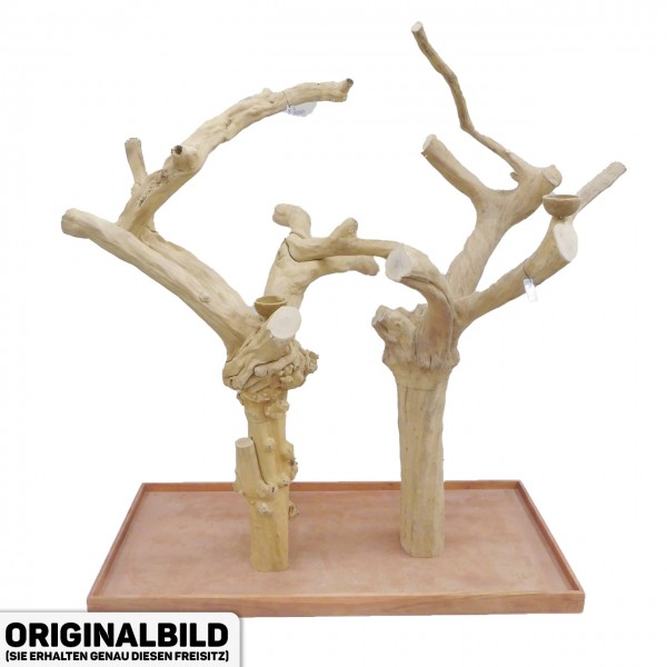 Java Tree Freisitz aus Kaffeeholz - DOUBLE - DB90069