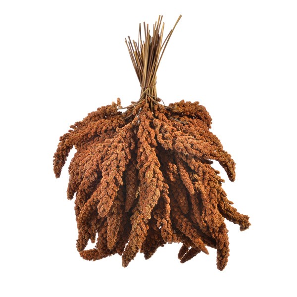 Französische Kolbenhirse rot 2500gr