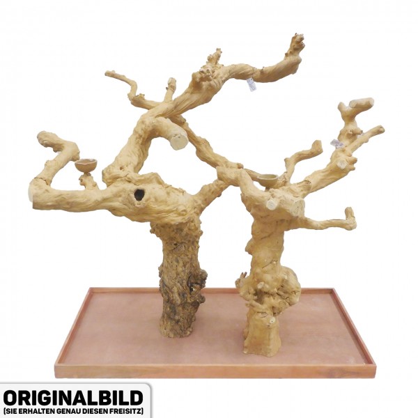 Java Tree Freisitz aus Kaffeeholz - DOUBLE - DB90073