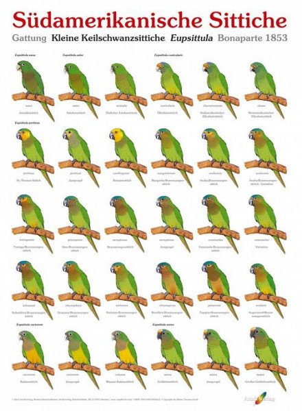 Poster Südamerikanische Sittiche (Ausgabe 2) 800x600 XL-Format auf Hochglanzpapier