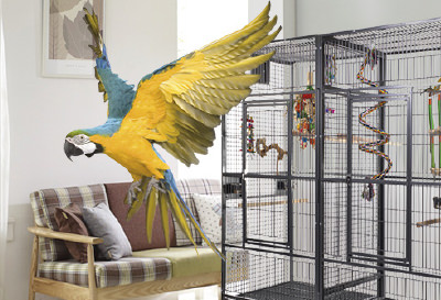 Parrot shopping online sale