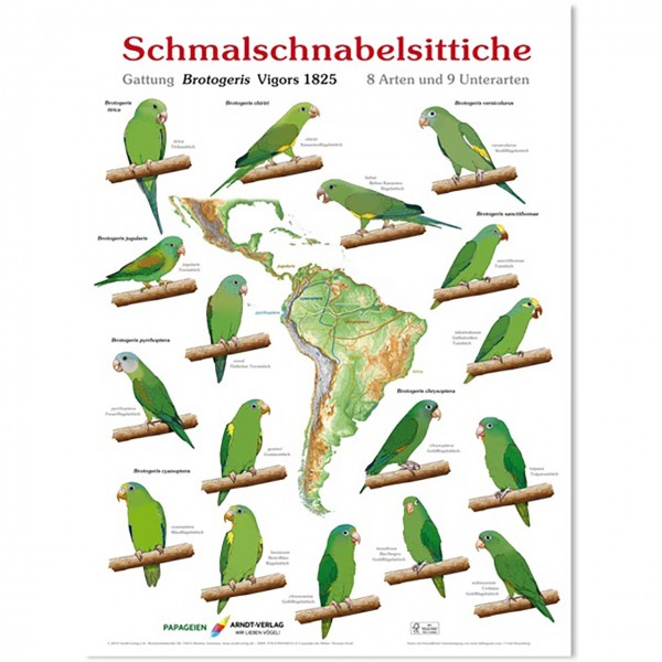 Poster Schmalschnabelsittiche 800 x 600mm