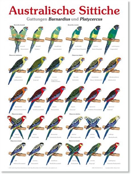 Poster Australische Sittiche 800x600 XL-Format auf Hochglanzpapier