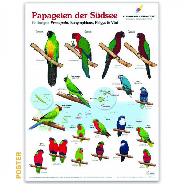 Poster: Papageien der Südsee | 80 x 60 cm - XL-Format auf Hochglanzpapier
