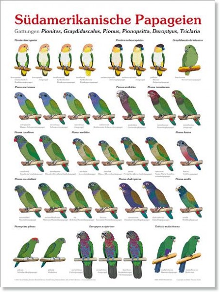 Poster Südamerikanische Papageien 800x600 XL-Format auf Hochglanzpapier