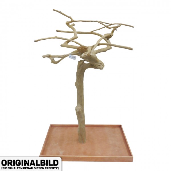 Java Tree Freisitz aus Kaffeeholz - MEDIUM - AM20108