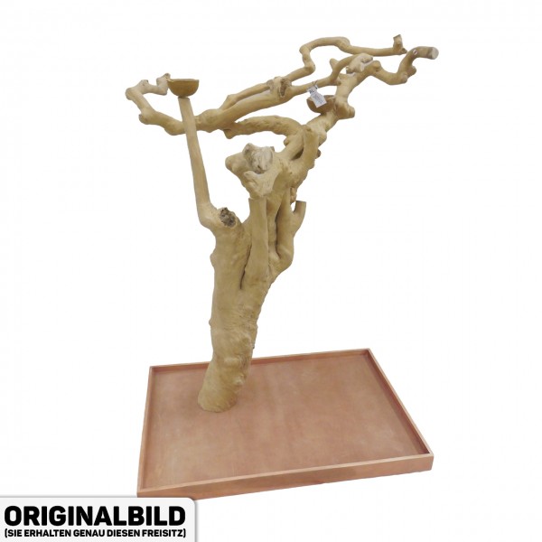 Java Tree Freisitz aus Kaffeeholz - LARGE - AL30901