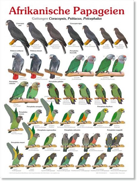 Poster Afrikanische Papageien 800x600 XL-Format auf Hochglanzpapier