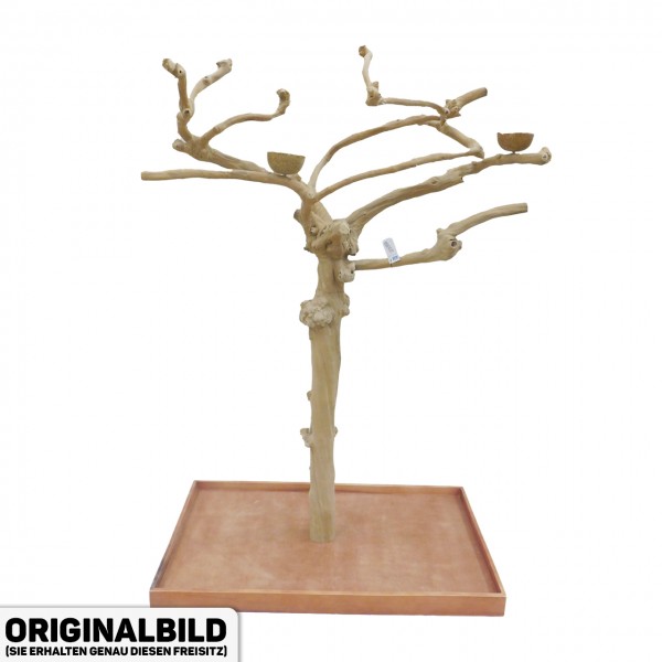 Java Tree Freisitz aus Kaffeeholz - MEDIUM - AM20088