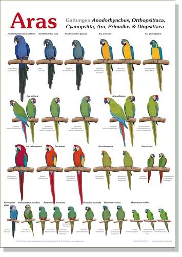 Poster Aras (Klassisches Artenposter) 800x600 XL-Format auf Hochglanzpapier