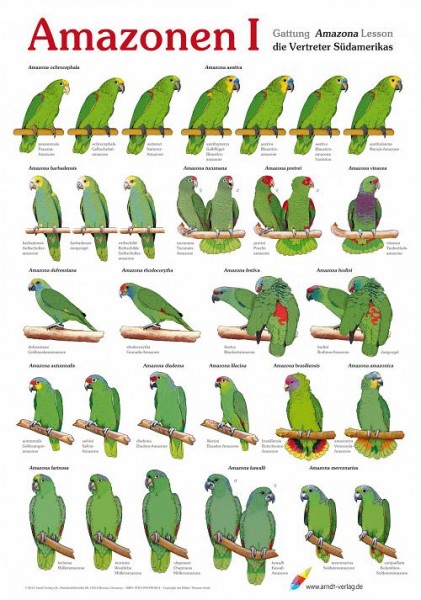 Poster Amazonen 1 800x600 XL-Format auf Hochglanzpapier