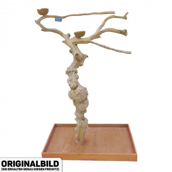 Java Tree Freisitz aus Kaffeeholz - MEDIUM - BM53186