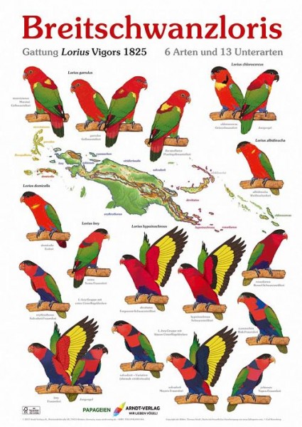 Poster Breitschwanzloris 800x600 XL-Format auf Hochglanzpapier