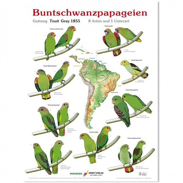 Poster Buntschwanzpapageien 800 x 600mm