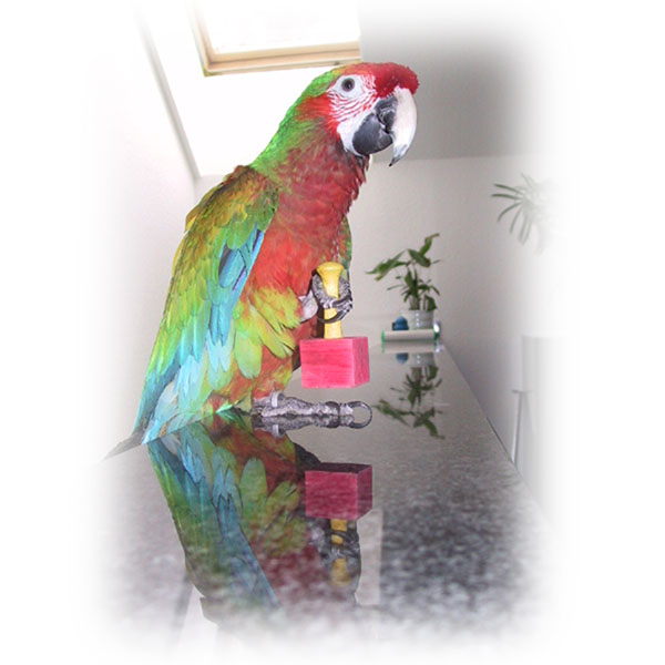XiYee Papagei Spielzeug Parrot Intelligence Spielzeug Mini Shopping Trolley Skateboard Trainingsringe Lustiges Vogelspielzeug für Wellensittich 