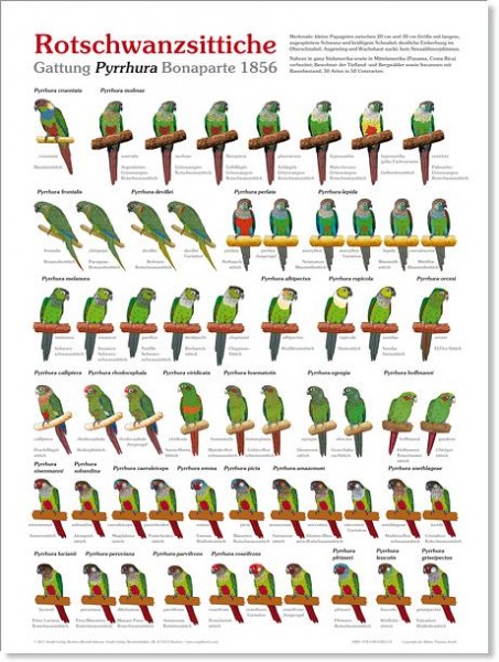 Poster Rotschwanzsittiche 800x600 XL-Format auf Hochglanzpapier