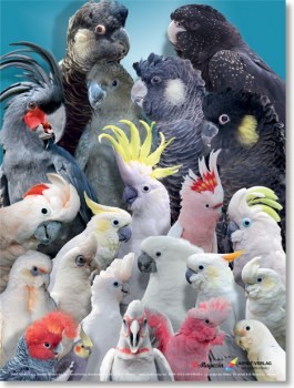 Poster Kakadus 800x600 XL-Format auf Hochglanzpapier