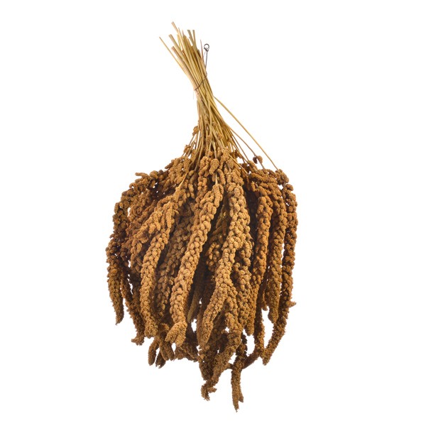 Französische Kolbenhirse gelb 1000gr