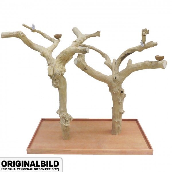 Java Tree Freisitz aus Kaffeeholz - DOUBLE - DB90051