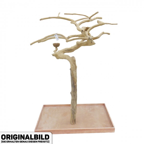 Java Tree Freisitz aus Kaffeeholz - MEDIUM - AM20093