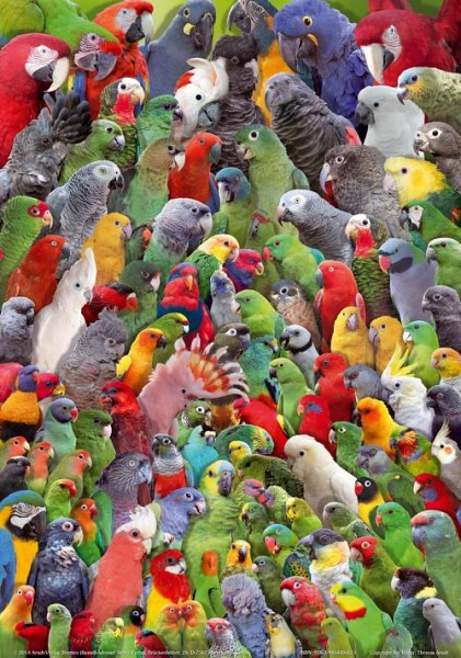 Poster Papageien der Welt 800x600 XL-Format auf Hochglanzpapier