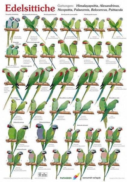 Poster Edelsittiche 800x600 XL-Format auf Hochglanzpapier