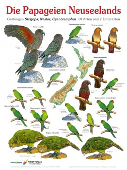 Poster Papageien Neuseeland 800x600 XL-Format auf Hochglanzpapier