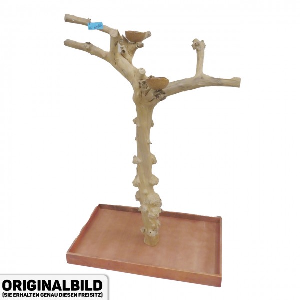 Java Tree Freisitz aus Kaffeeholz - LARGE - BL64053