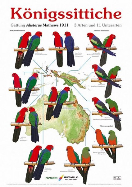 Poster Breitschwanzloris 800x600 XL-Format auf Hochglanzpapier
