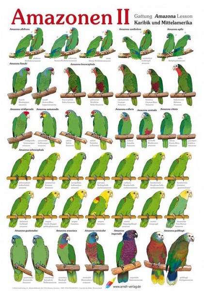 Poster Amazonen 2 800x600 XL-Format auf Hochglanzpapier