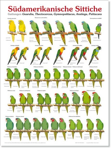Poster Südamerikanische Sittiche (Ausgabe 1) 800x600 XL-Format auf Hochglanzpapier